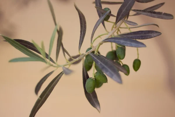 Oliva tres, Grecia oliva, rama de olivo — Foto de Stock