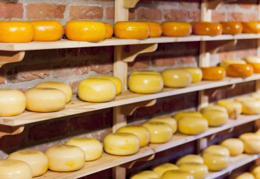 Bütün gouda peyniri