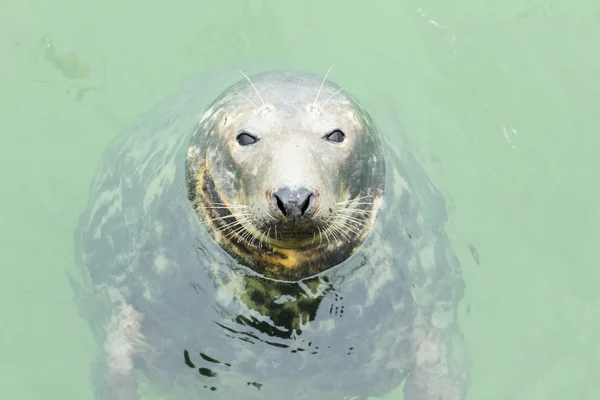 Harbour Seal — Stockfoto