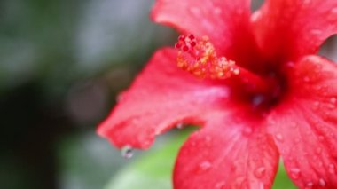 Sonbahar çiçekleri ve yağmur damlaları. Seçici odaklanma. Bahçede Çiçekler açıyor, Bodrum Türkiye