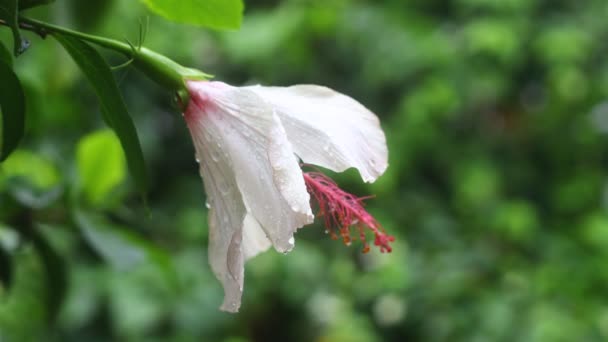 Hösten Blommar Och Faller Regnet Selektivt Fokus Vackra Blommor Blommar — Stockvideo