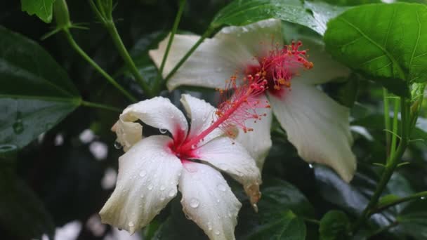 Осінні Квіти Падає Під Дощ Вибіркове Фокусування Прекрасні Квіти Розквітають — стокове відео