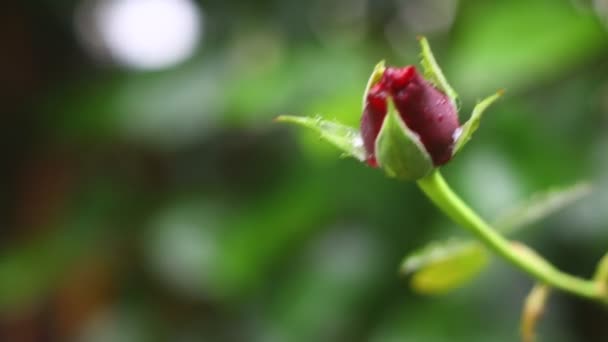 Flores Otoño Gotas Lluvia Enfoque Selectivo — Vídeo de stock