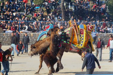 Bodrum, Turkey - 03 January 2016: Traditional camel wrestling is very popular in Aegean Region of Turkey. Colorfully dressed fancy camels bred for this fight