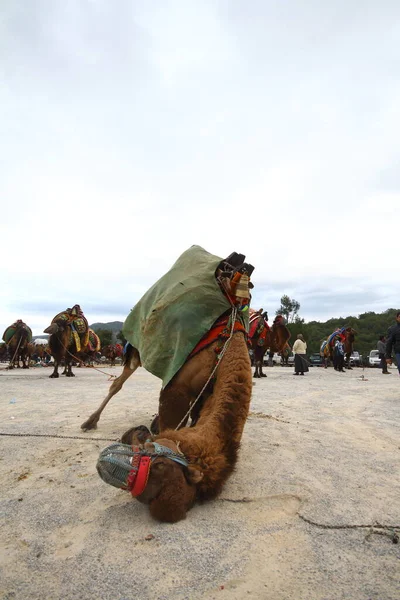 Bodrum Turkey January 2016 Traditional Camel Wrestling Very Popular Aegean — Stock Photo, Image