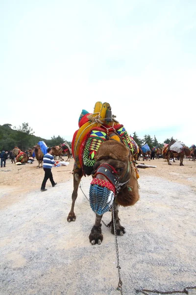 Bodrum Turkey January 2016 Traditional Camel Wrestling Very Popular Aegean — Stock Photo, Image