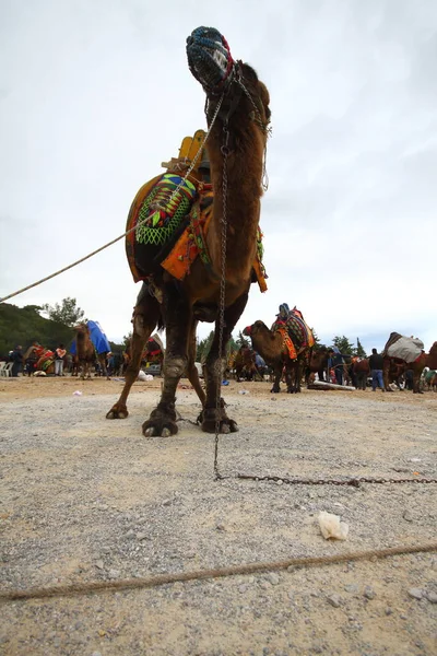 Bodrum Turkey January 2016 Traditional Camel Wrestling Very Popular Aegean — 图库照片