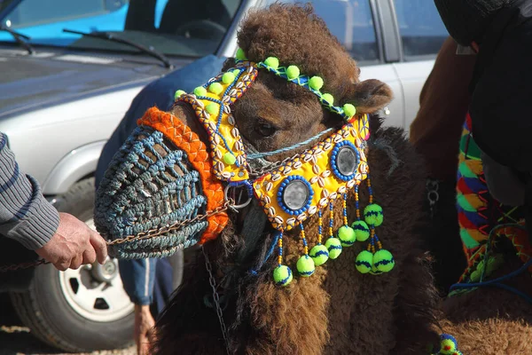 Bodrum Turkey January 2016 Traditional Camel Wrestling Very Popular Aegean — Stock Photo, Image