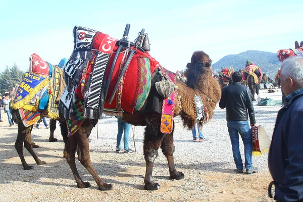 Bodrum Turkey January 2016 Traditional Camel Wrestling Very Popular Aegean — Stok fotoğraf