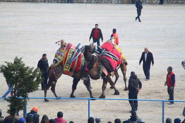 Bodrum Turkey January 2016 Traditional Camel Wrestling Very Popular Aegean — Stok fotoğraf