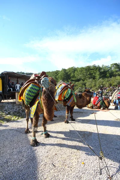 Bodrum Turkey January 2016 Traditional Camel Wrestling Very Popular Aegean — Stockfoto