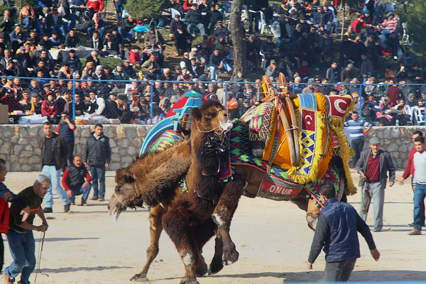 Bodrum Turkey January 2016 Traditional Camel Wrestling Very Popular Aegean — Stok fotoğraf