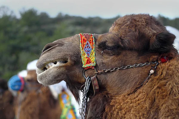 Bodrum Turkey January 2016 Traditional Camel Wrestling Very Popular Aegean — Stockfoto