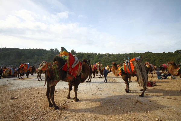 Bodrum Turkey January 2016 Traditional Camel Wrestling Very Popular Aegean — Stockfoto