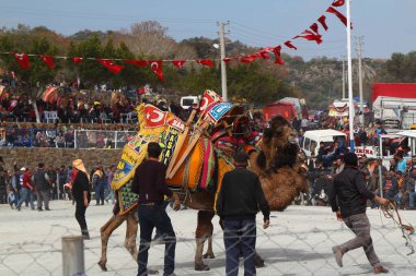 Bodrum, Turkey - 19 March 2017: Traditional camel wrestling is very popular in Aegean Region of Turkey. Colorfully dressed fancy camels bred for this fight