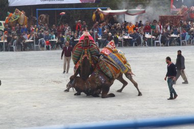 Bodrum, Turkey - 19 March 2017: Traditional camel wrestling is very popular in Aegean Region of Turkey. Colorfully dressed fancy camels bred for this fight