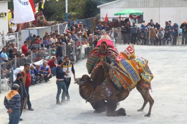 Bodrum, Turkey - 19 March 2017: Traditional camel wrestling is very popular in Aegean Region of Turkey. Colorfully dressed fancy camels bred for this fight
