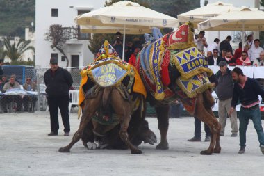 Bodrum, Turkey - 19 March 2017: Traditional camel wrestling is very popular in Aegean Region of Turkey. Colorfully dressed fancy camels bred for this fight