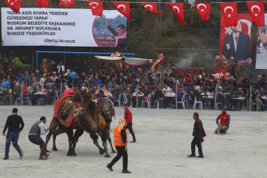 Bodrum, Turkey - 19 March 2017: Traditional camel wrestling is very popular in Aegean Region of Turkey. Colorfully dressed fancy camels bred for this fight