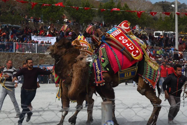 Bodrum Turkey March 2017 Traditional Camel Wrestling Very Popular Aegean — Stok fotoğraf