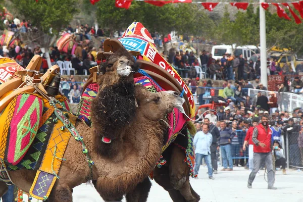 Bodrum Turkey March 2017 Traditional Camel Wrestling Very Popular Aegean — Stok fotoğraf