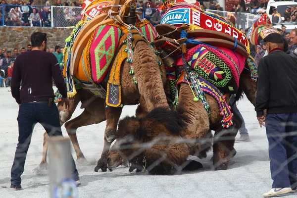 Bodrum Turkey March 2017 Traditional Camel Wrestling Very Popular Aegean — Stock Photo, Image