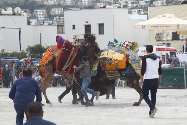 Bodrum Turkey March 2017 Traditional Camel Wrestling Very Popular Aegean — Stockfoto