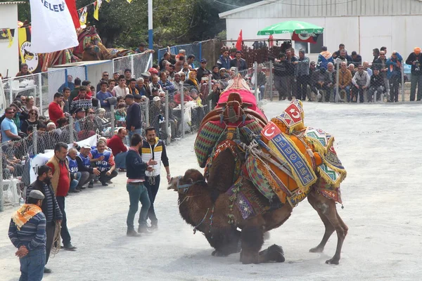 Bodrum Turkey March 2017 Traditional Camel Wrestling Very Popular Aegean — Stok fotoğraf