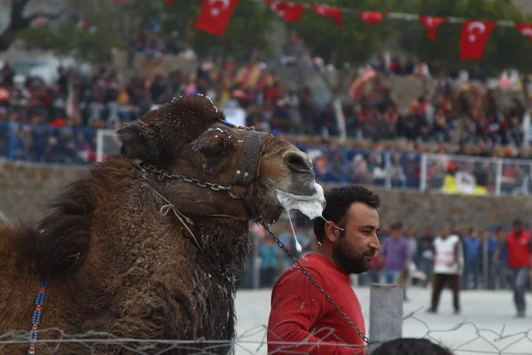 Bodrum Turkey March 2017 Traditional Camel Wrestling Very Popular Aegean — Stok fotoğraf