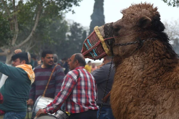 Bodrum Turkey March 2017 Traditional Camel Wrestling Very Popular Aegean — Stockfoto