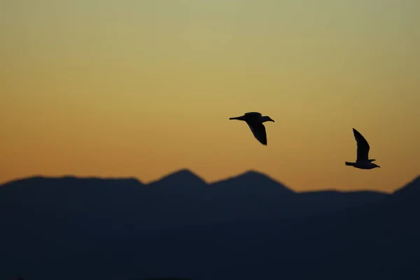 Σιλουέτα Ενός Πουλιού Δύο Θαλασσοπούλια Πετούν Μαζί Ηλιοβασίλεμα Ελεύθερος Χώρος — Φωτογραφία Αρχείου