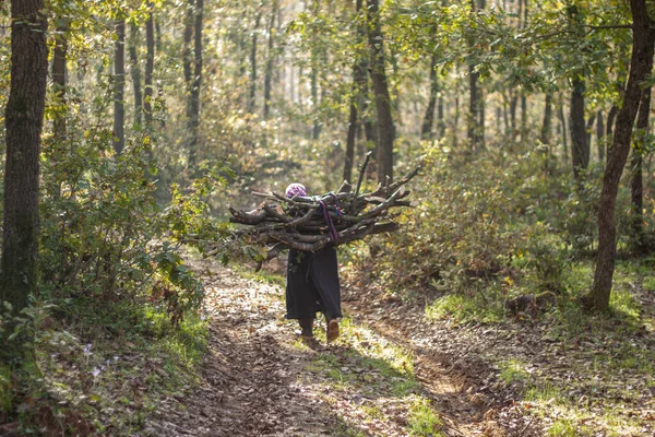 Mart Uluslararası Kadınlar Günü Ormanda Sırtında Odun Taşıyan Yaşlı Bir — Stok fotoğraf