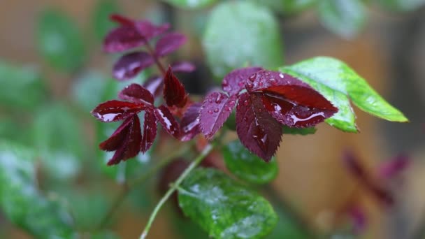 Краплі Дощу Гілці Осінні Квіти Краплі Під Дощем Вибірковий Фокус — стокове відео