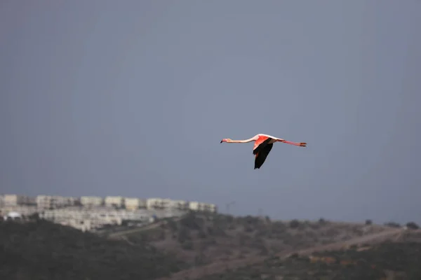 Flamingos Fed Wetland Bodrum Turkey — Stock fotografie