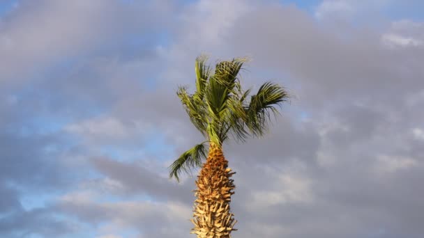 Rüzgarda Savrulan Palmiye Yaprakları Mavi Gökyüzü — Stok video
