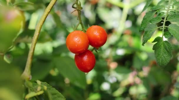 Small Green Red Tomatoes Ripen Farm Tomato Trees Fruiting Garden — Vídeos de Stock