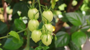 Small green and red tomatoes ripen in the farm. Tomato trees are fruiting in the garden. Young tomatoes are green. Fresh green tomatoes hanging on tree in vegetables farm