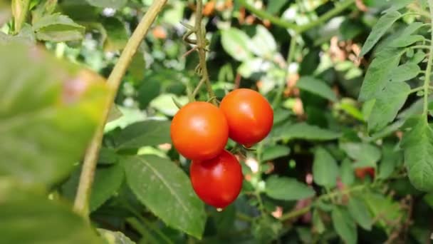 Small Green Red Tomatoes Ripen Farm Tomato Trees Fruiting Garden — kuvapankkivideo