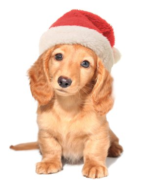 Noel köpek yavrusu