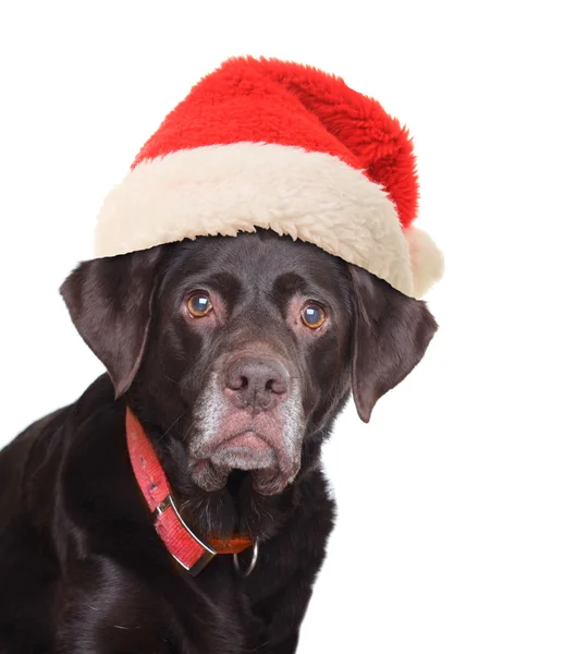 Labradro retriever — Stockfoto