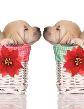 sevimli köpek yavruları