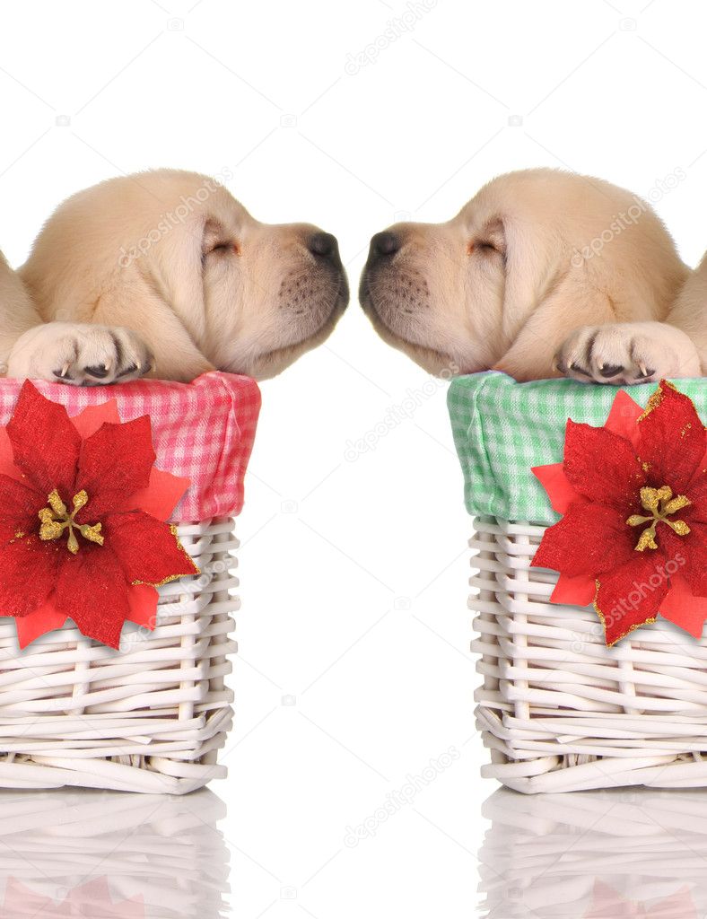 puppy love |图库照片©barbara helgason#16889915