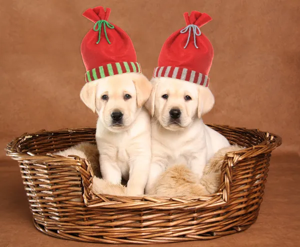 Twee Kerstmis puppies — Stockfoto