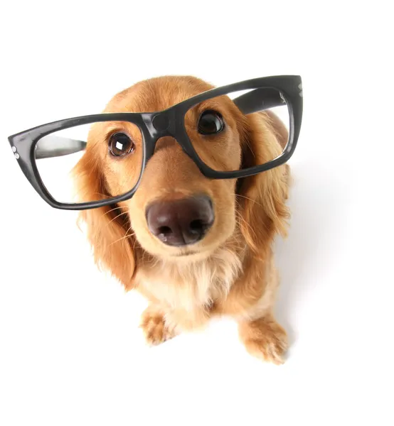 Funny dachshund. Royalty Free Stock Photos