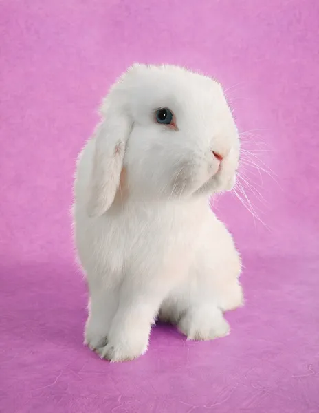 Easter bunny tavşan — Stok fotoğraf