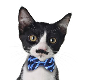 şirin kedi yavrusu
