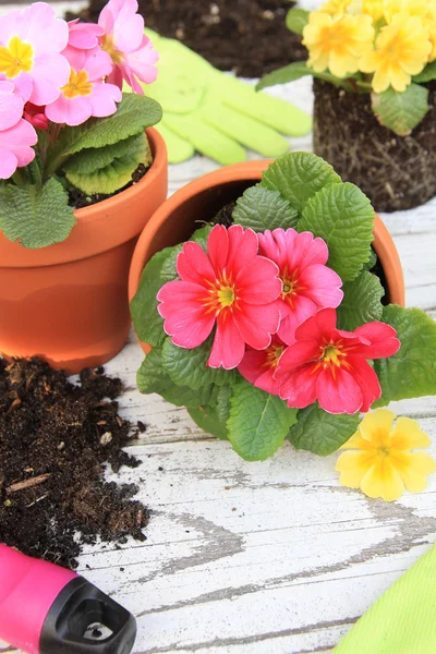 Spring Primula flowers and planters. Also available in horizontal. — Stock Photo, Image