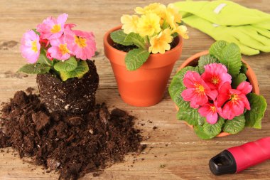 Bahar bahçe: Primulas