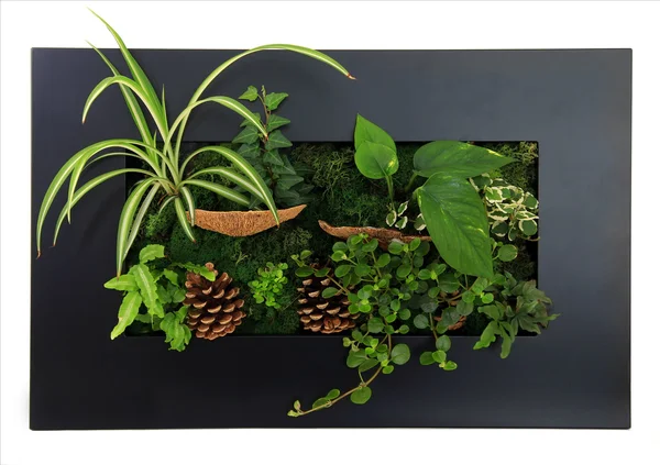 Contemporary wall planter — Stock Photo, Image