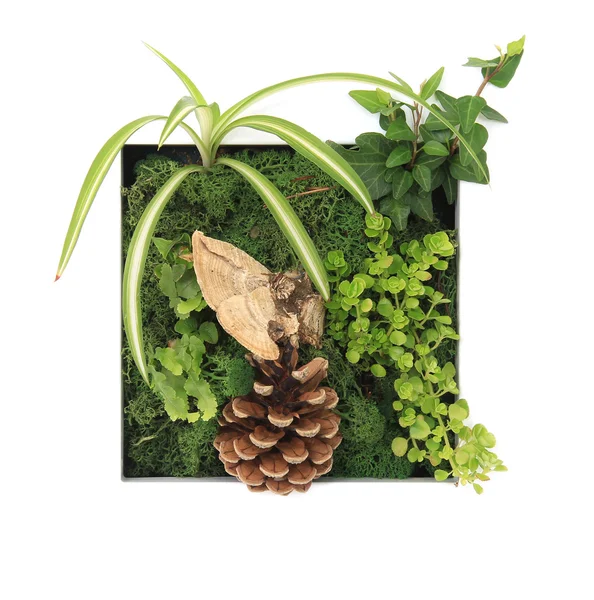 Modern vägg planter — Stockfoto